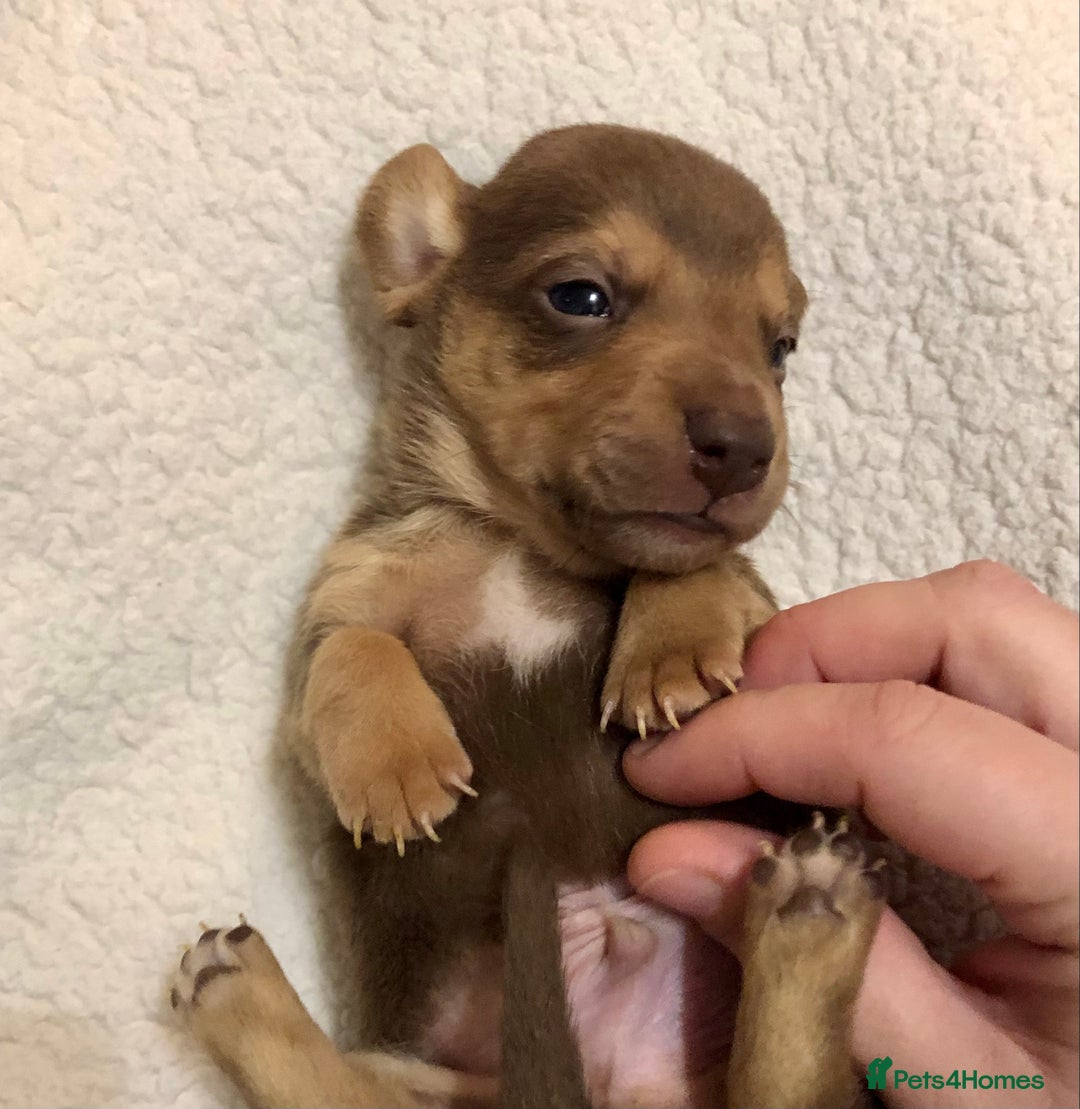 Mixed Breed dogs for sale: Mini Jackshund babies❣️Miniature dachshund x jack  - Advert 14