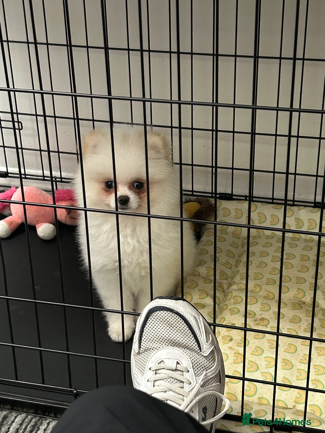 Pomeranian dogs for sale: Cute Pomeranian Ready To Be Rehoused  - Advert 7