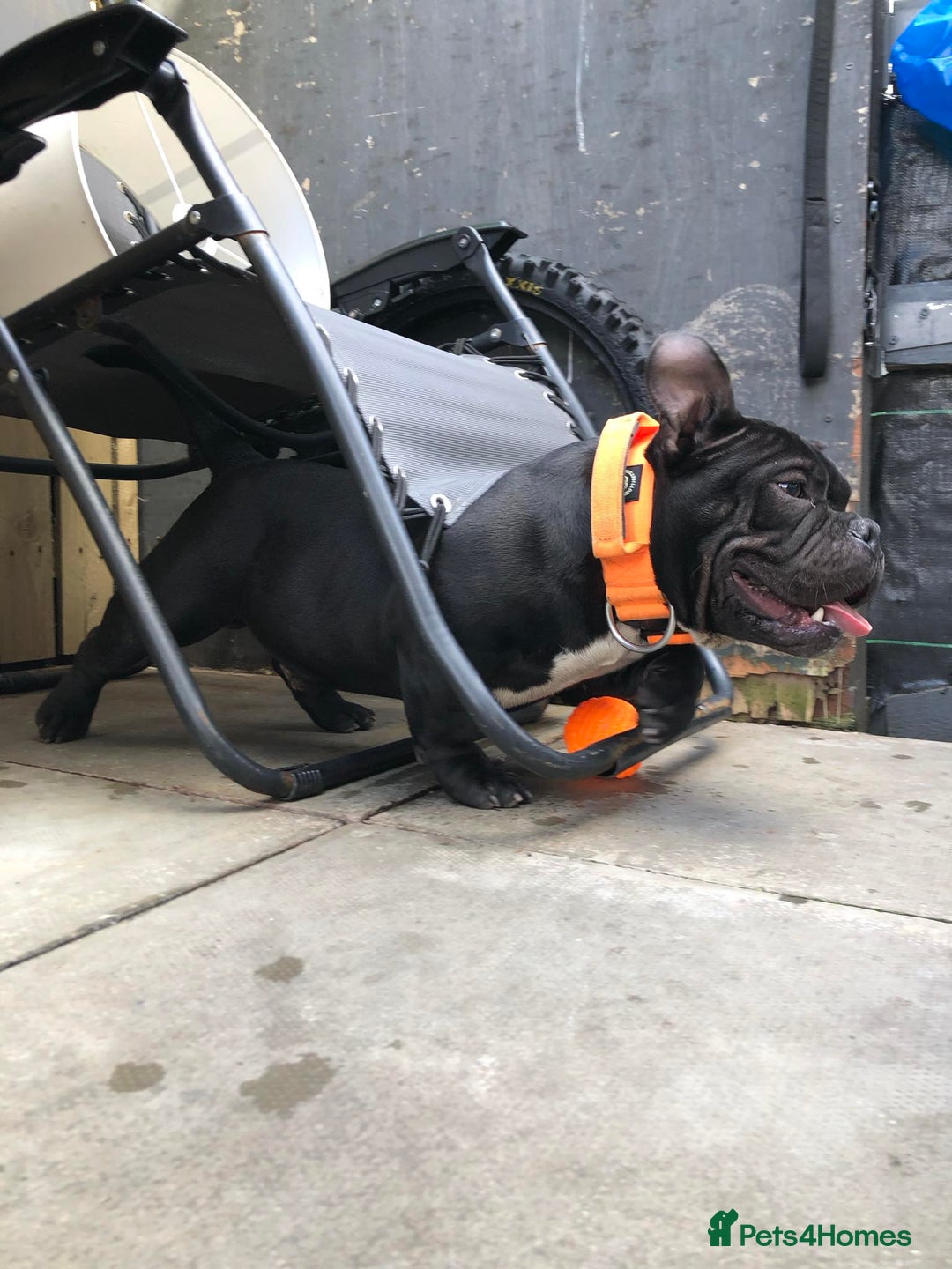 American Bully dogs for stud: Fury AKA Batman Stud Available in Glasgow - Advert 4