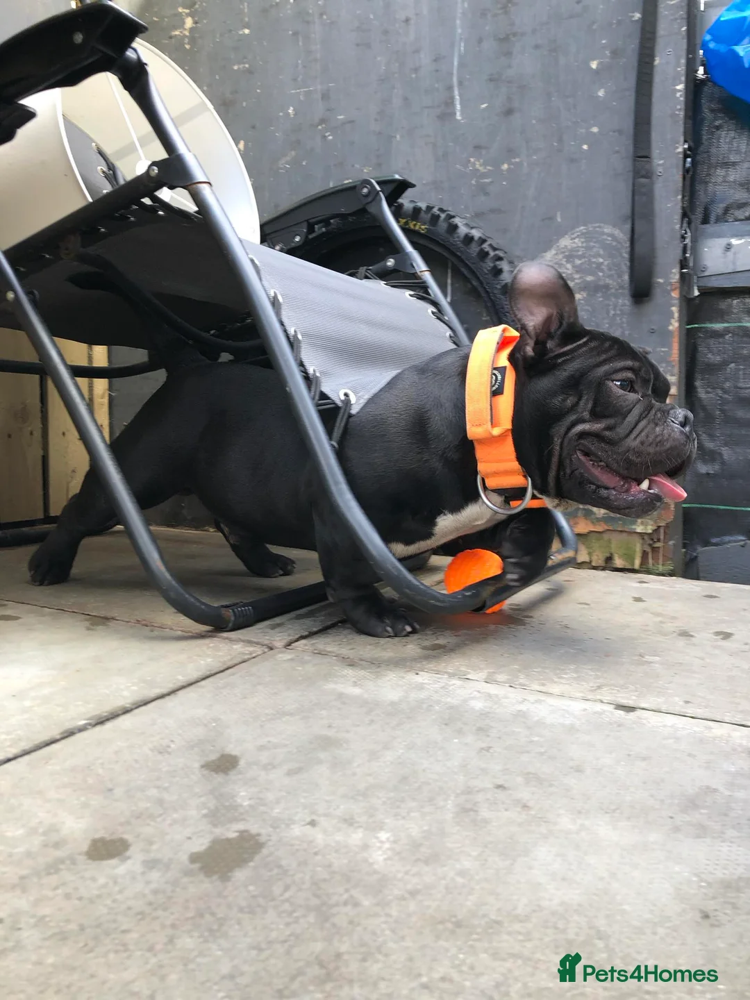 American Bully dogs for stud: Fury AKA Batman Stud Available in Glasgow - Advert 4