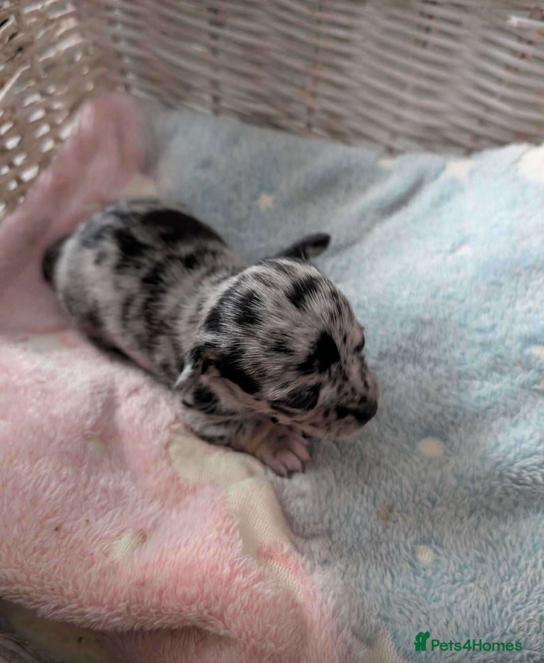 Chihuahua dogs for sale: Beautiful Merle Chihuahua Puppies 🐶  - Advert 21