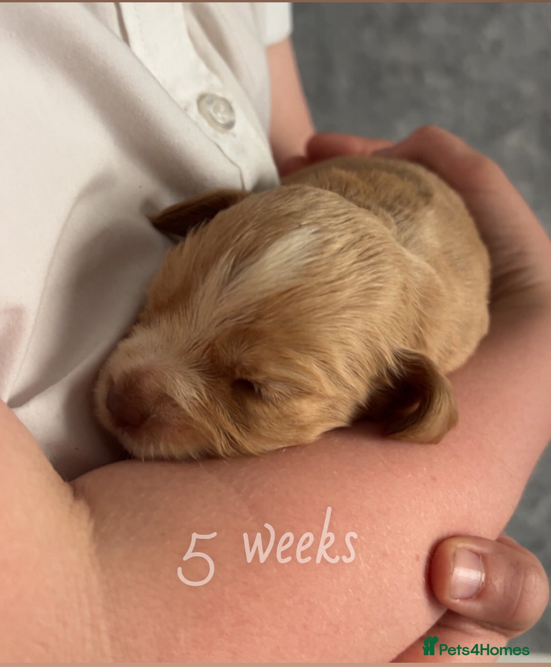Cocker Spaniel dogs for sale: Cocker spaniel puppies  - Image 7