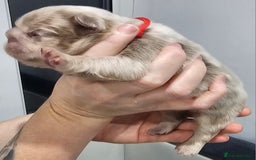 French Bulldog dogs for sale: French Bulldog Visual fluffies - Advert 16