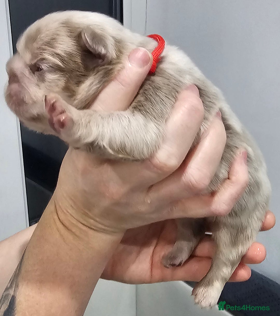 French Bulldog dogs for sale: French Bulldog Visual fluffies - Advert 16