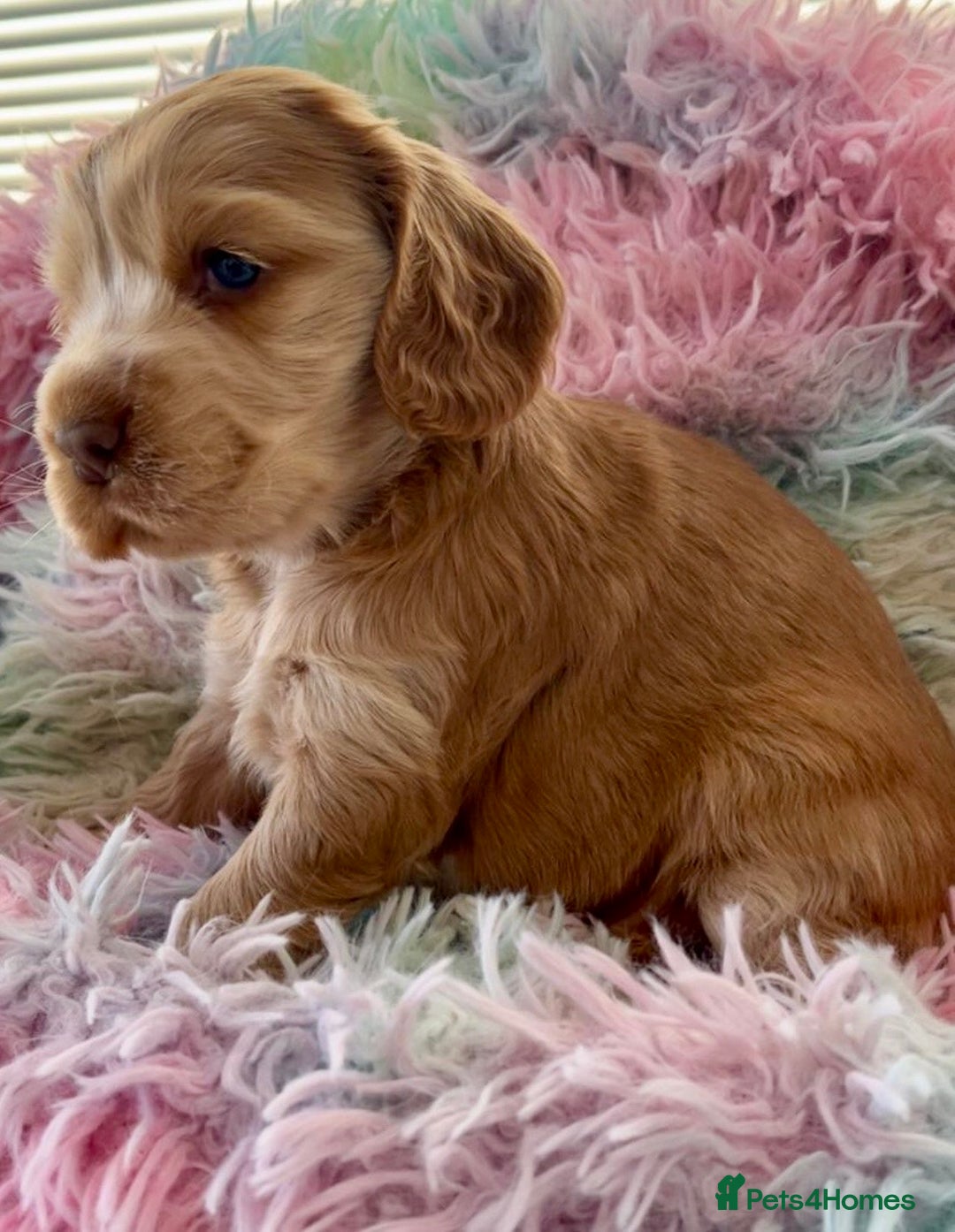 Cocker Spaniel dogs for sale: Champion Bloodlines KC Reg Show Cocker Spaniels - Advert 3