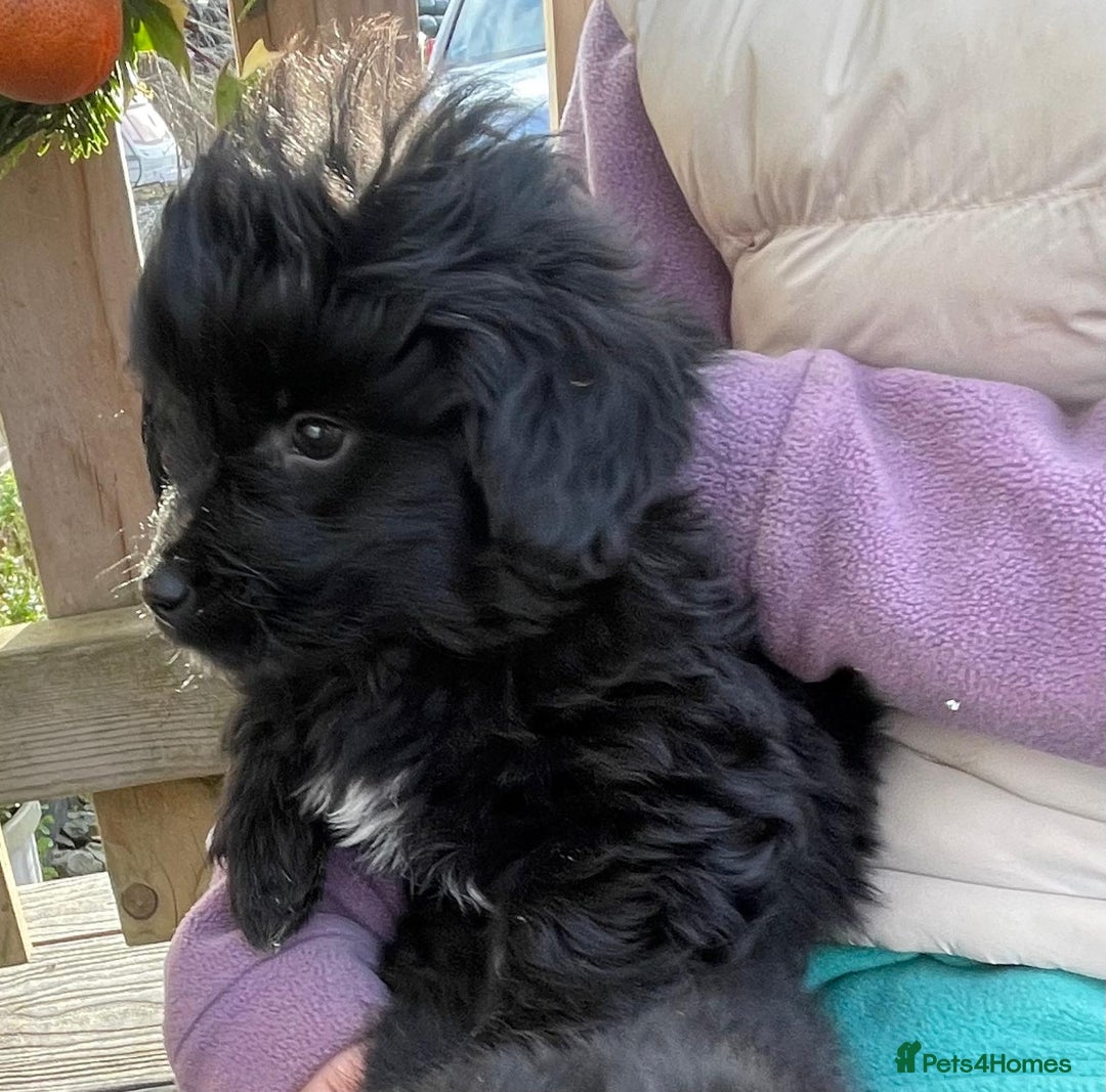 Mixed Breed dogs for sale: Corgipoo 🐾🐶 - Advert 2