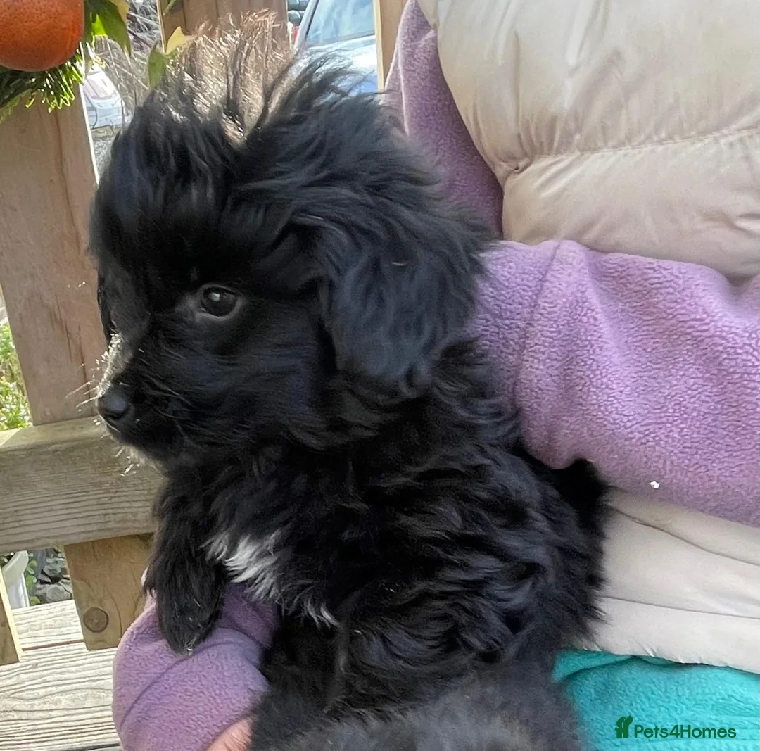 Mixed Breed dogs for sale: Corgipoo 🐾🐶 - Advert 3