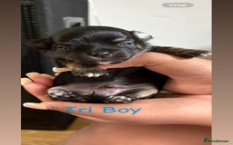 Chihuahua dogs for sale: KC Champion Lines Miniature Chihuahua Puppies - Image 12