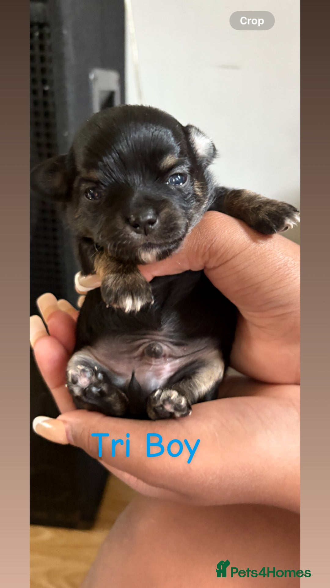 Chihuahua dogs for sale: KC Champion Lines Miniature Chihuahua Puppies - Image 12