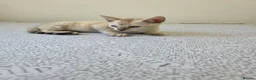 Bengal cats for sale: Snow bengal tica active - Advert 33