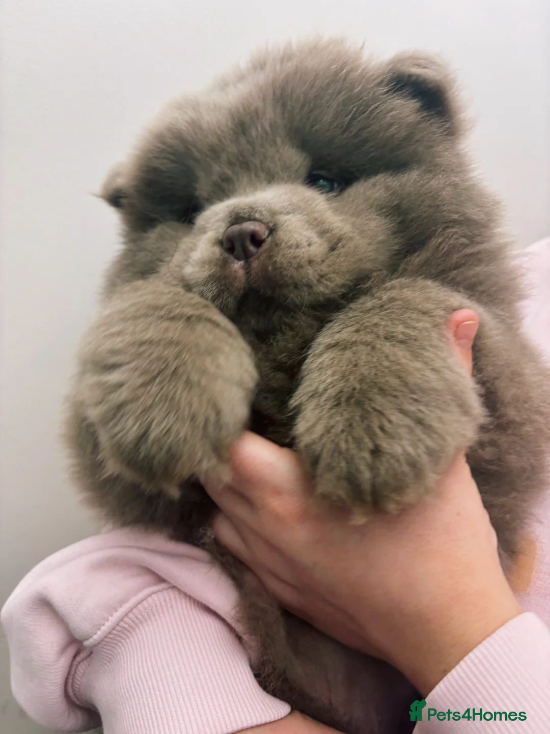 Chow Chow dogs for sale: Ready to leave solid lilac 🧸🔥 - Advert 2