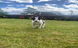 Border Collie dogs for sale: 6 border collie puppies  - Image 7