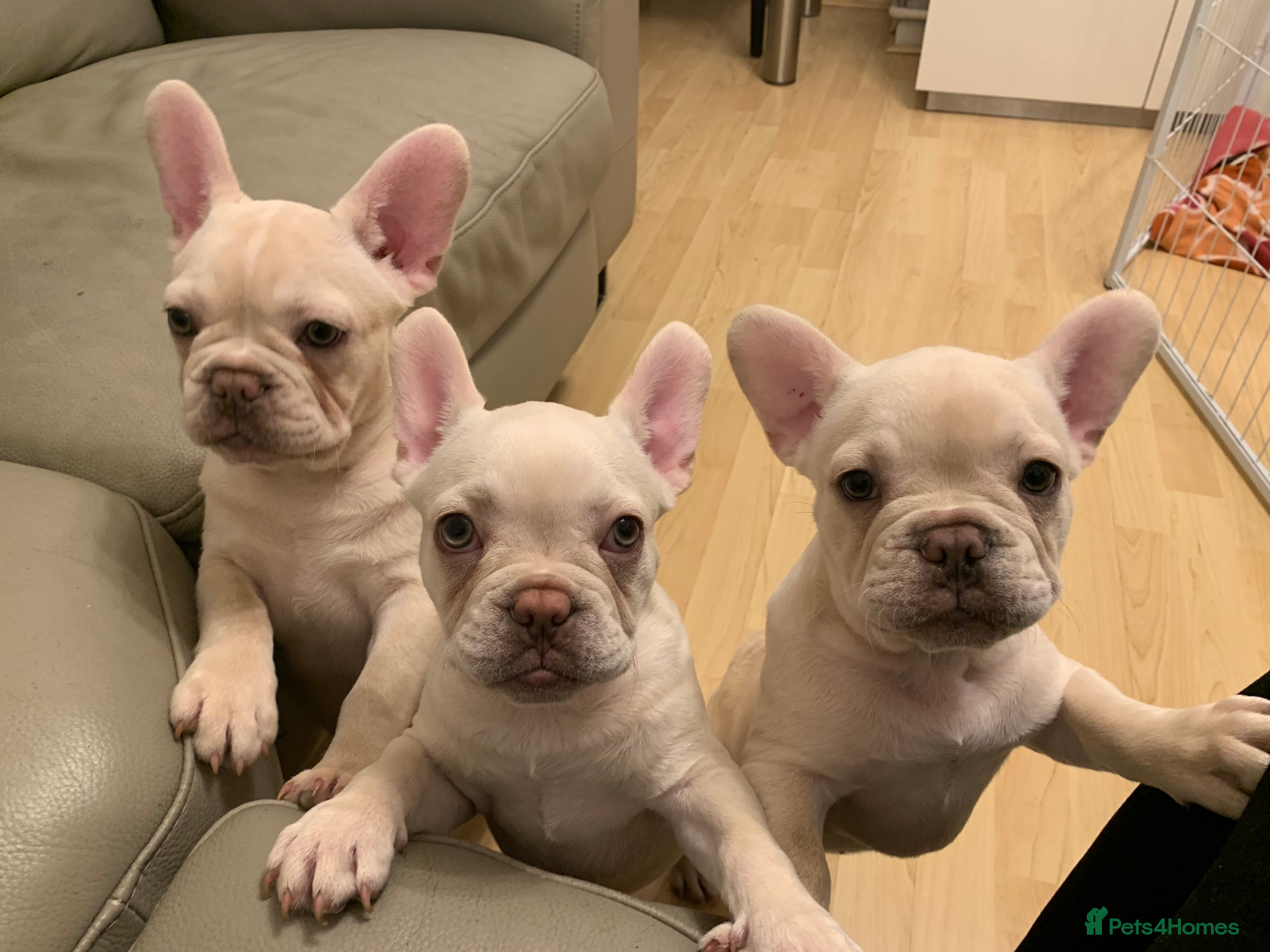 French Bulldog dogs 5 beautiful French bulldog puppies  - Advert 6