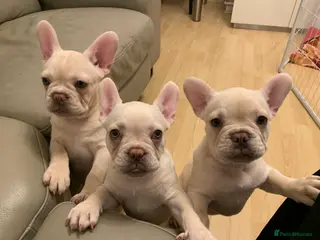 French Bulldog dogs 5 beautiful French bulldog puppies - Advert 16