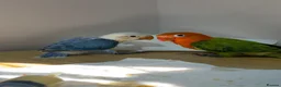 Lovebirds birds for sale: Baby lovebirds - Advert 3