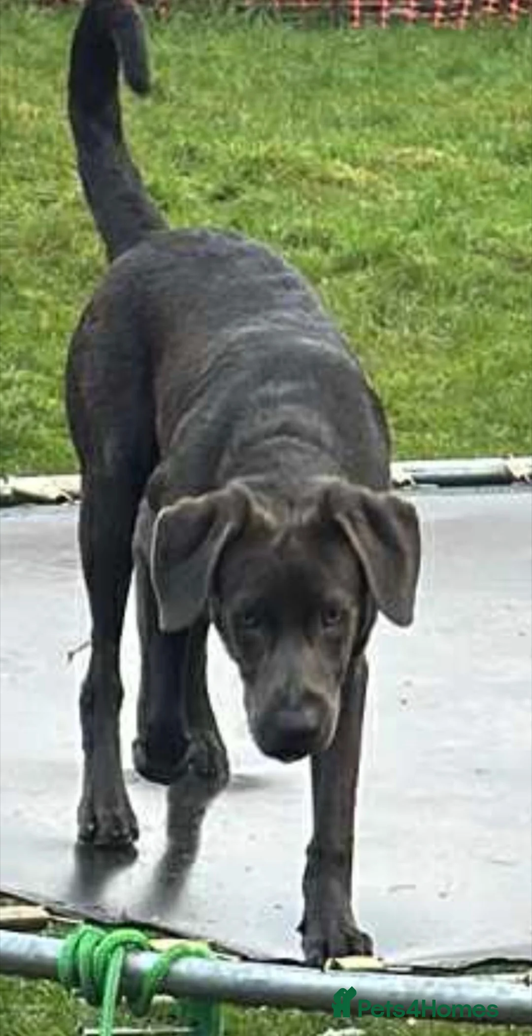 Mixed Breed dogs for sale: Beautiful pup for rehoming! - Advert 7