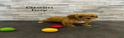 Poochon dogs for sale: Beautiful Pochoon puppies!! - Advert 7