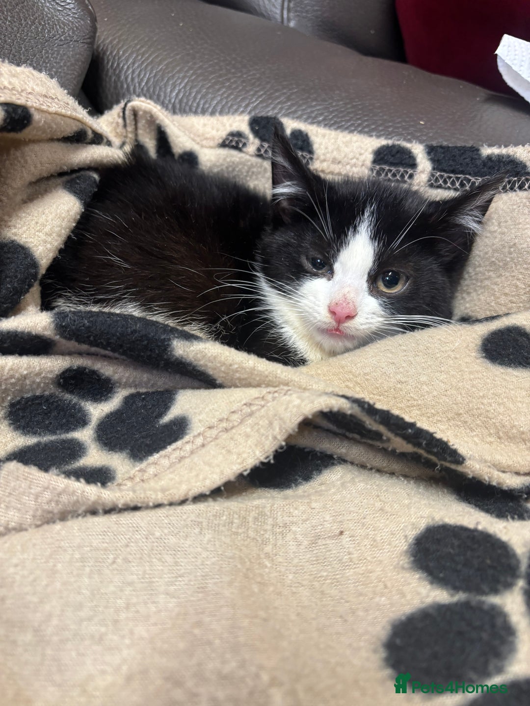 Mixed Breed cats for sale: 2 beautiful tabby x kittens for sale  - Advert 3