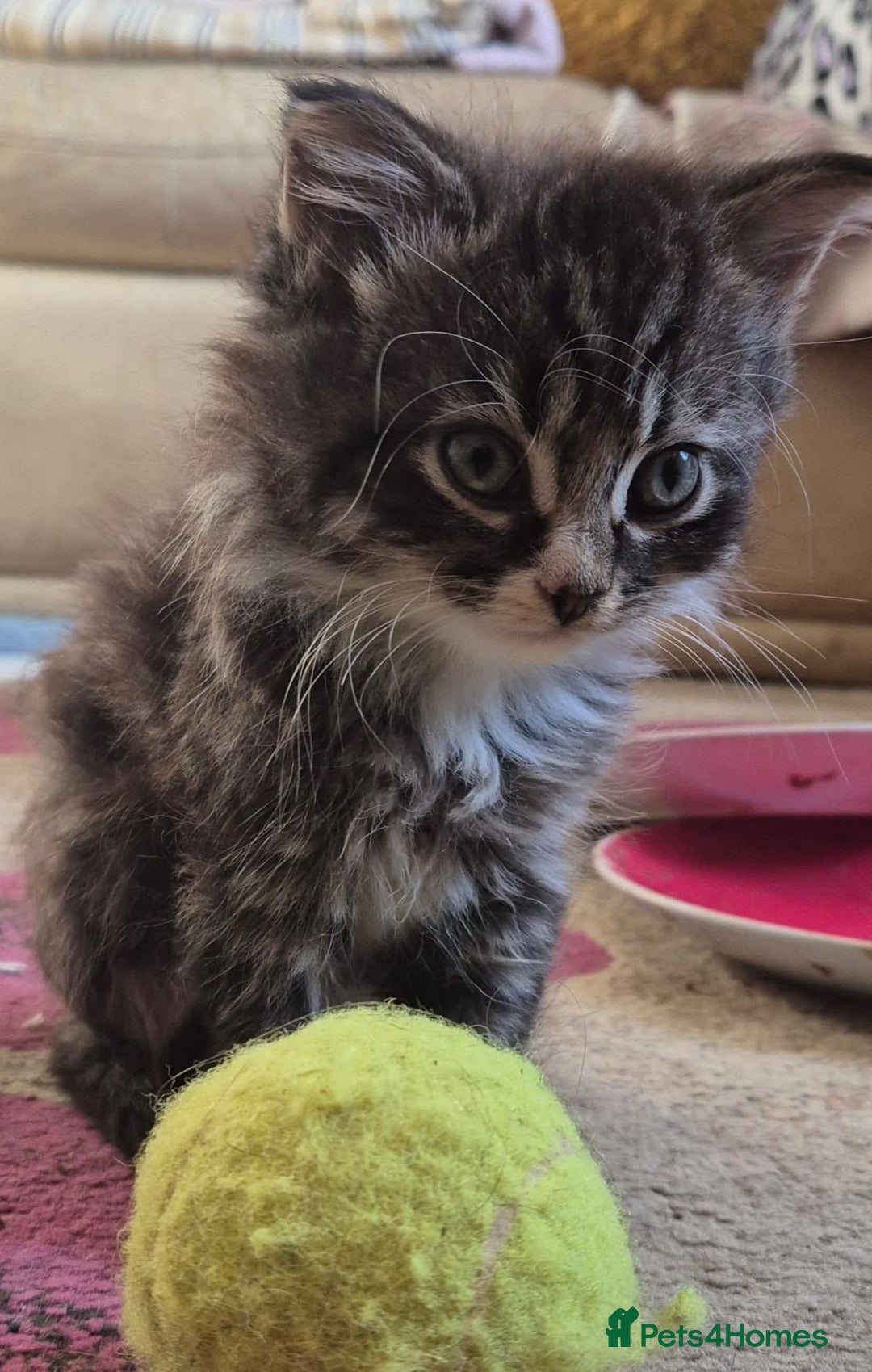 Mixed Breed cats for sale: Fluffy tabby kittens  - Advert 5