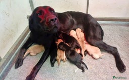 Labrador Retriever dogs for sale: Working Labrador pups  - Image 8