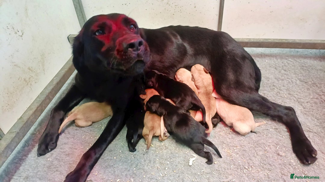 Labrador Retriever dogs for sale: Working Labrador pups  - Image 8