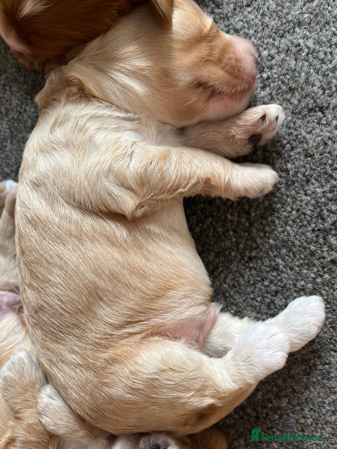 Cockapoo dogs for sale: 7 beautiful cockapoos  - Image 6