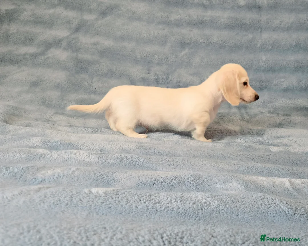 Miniature Dachshund dogs for sale: Rare Cream Longcoat Miniature Dachshund Puppies - Advert 36