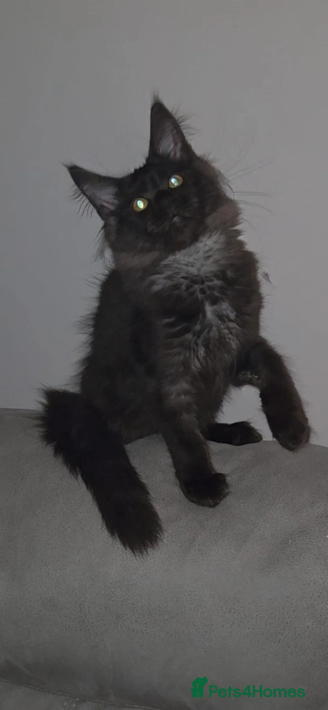 Maine Coon cats for sale: TICA registered Maine coon kittens - Advert 16