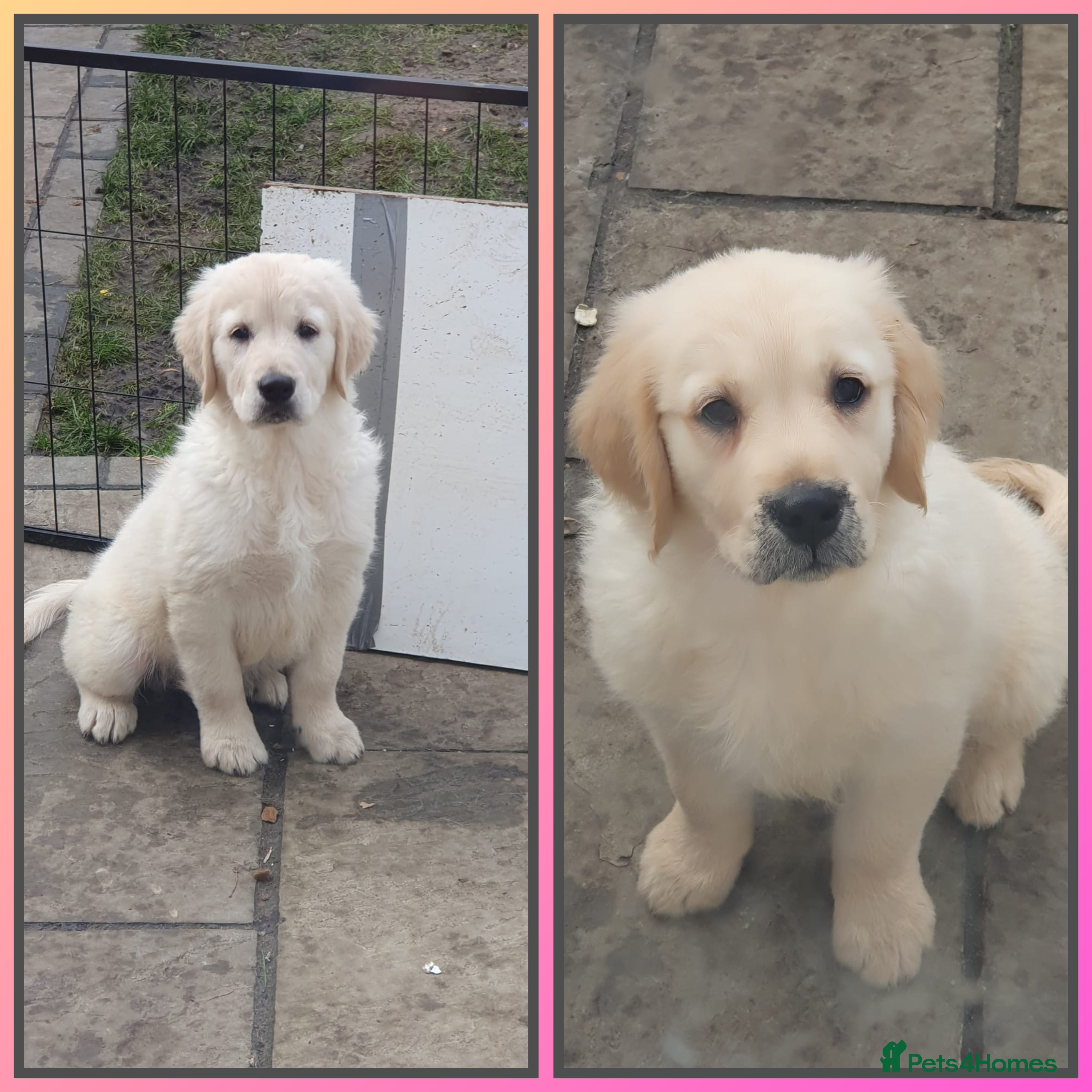 Golden Retriever dogs KC ADDORABLE CUTE GOLDEN RETRIEVER PUPPIES - Advert 18