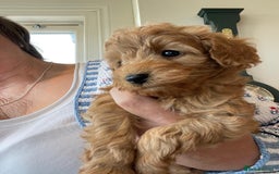 Cockapoo dogs for sale:  Teddy Bear type Cockapoos. - Image 18