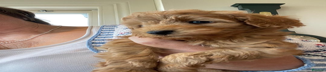 Cockapoo Puppy 2