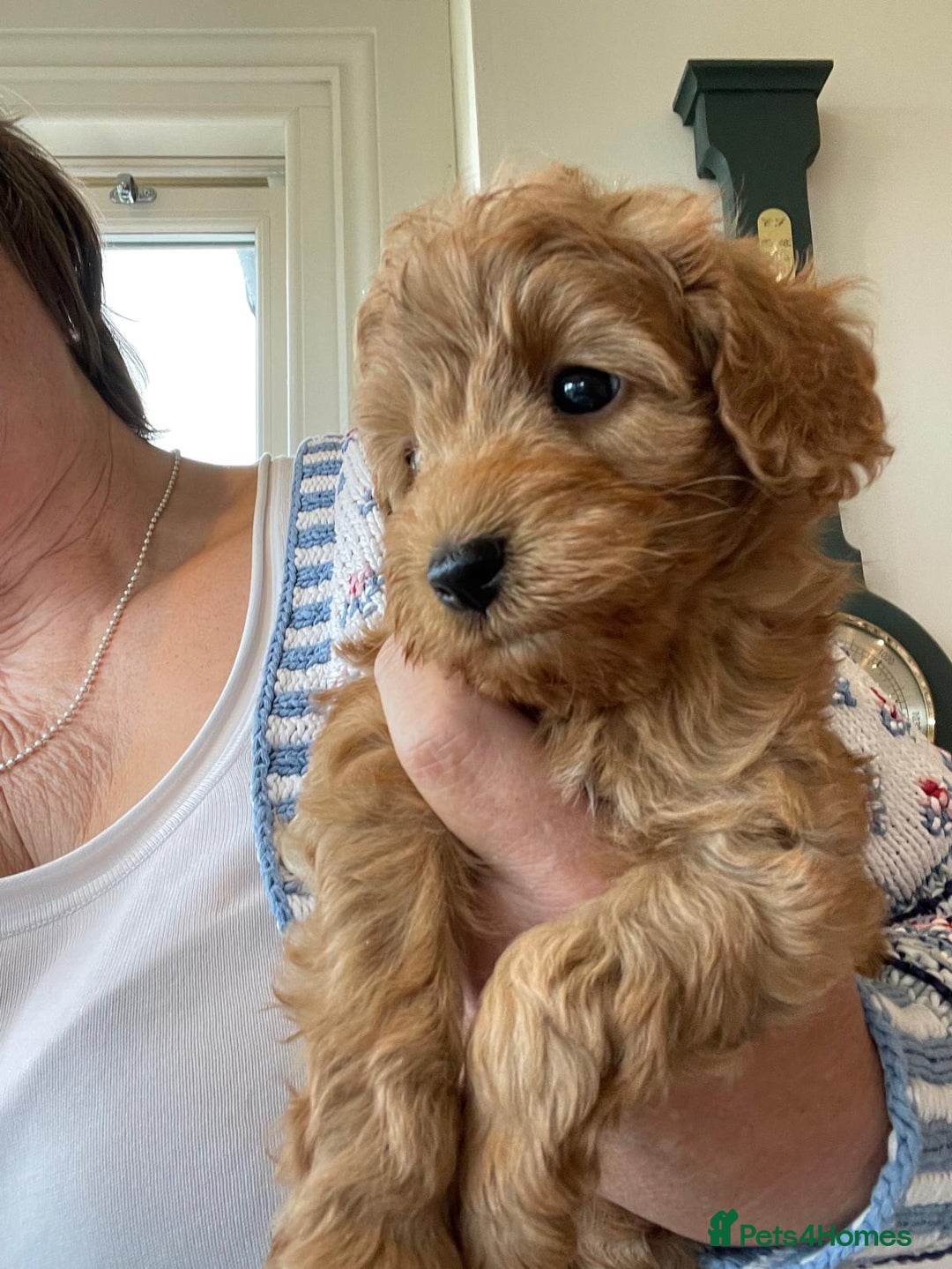 Cockapoo dogs for sale:  Teddy Bear type Cockapoos. - Image 18