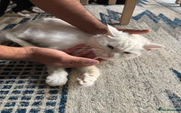 Persian cats for sale: 2 female kittens 1 persian cat for adoption - Image 4
