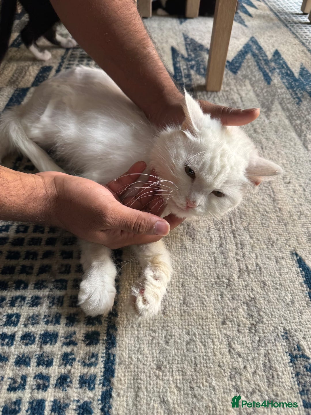 Persian cats for sale: 2 female kittens 1 persian cat for adoption - Image 4