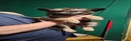 German Shepherd dogs for sale: A Healthy Litter Of 7 German Shepherds - Advert 11