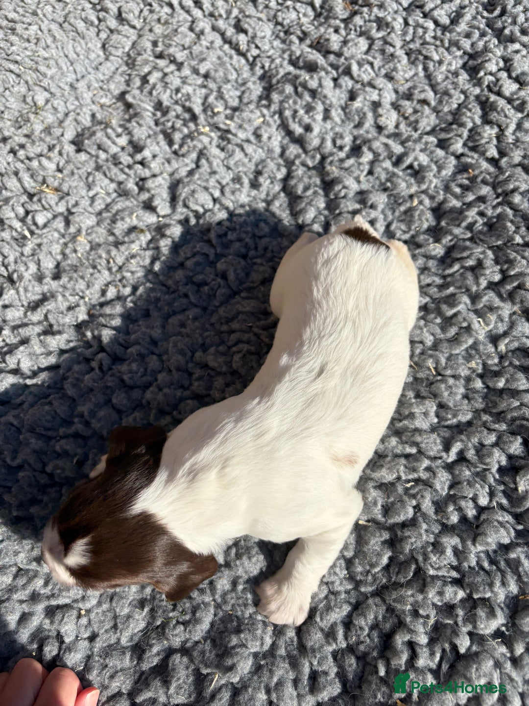 English Springer Spaniel dogs for sale: Stunning KC Reg Springer Spaniel Puppies For Sale - Image 9