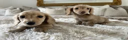 Miniature Dachshund dogs for sale: 👑✨MINI LONG HAIRED CREAMS✨👑 KC ✨ HEALTH TESTED ✨ - Advert 9