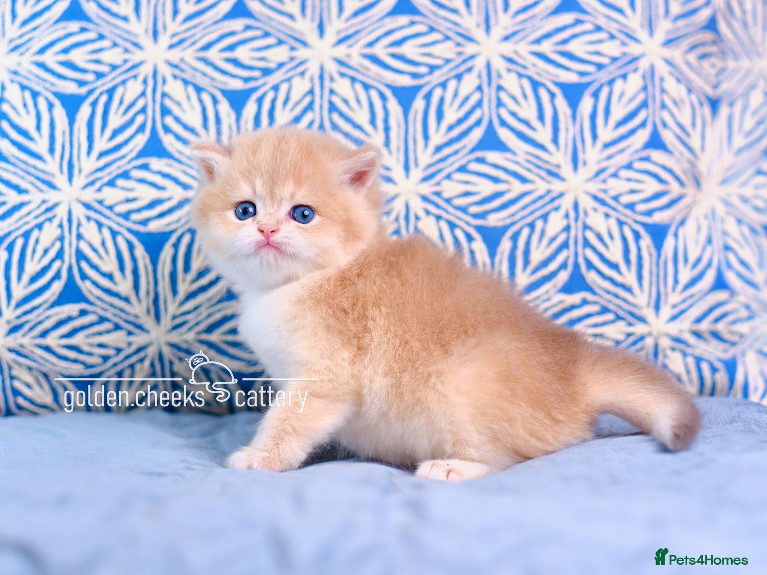 British Shorthair cats Exceptional Kittens from Outstanding Bloodlines  - Advert 2
