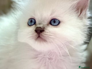 Ragdoll cats 🦋 EXQUISITE GCCF KITTENS 🦋 - Advert 5