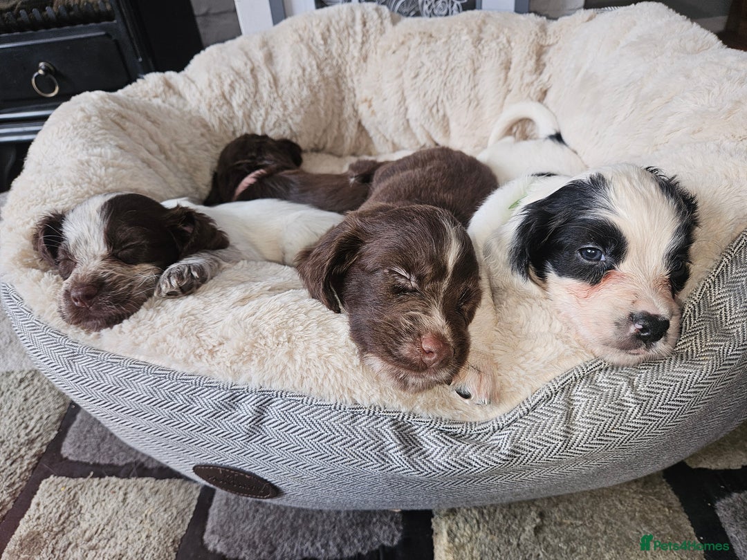 Cocker Spaniel dogs for sale: Cocker spaniels - Image 1