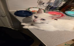 Turkish Angora cats for sale: White Turkish Angora kittens 😸 😍 ♥️  - Advert 10