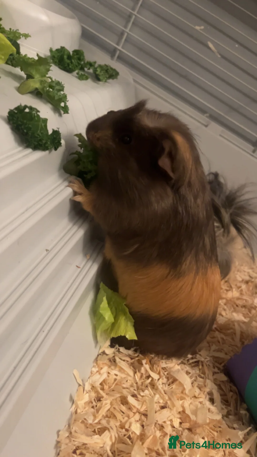 Guinea Pig rodents for sale: 2 female guinea pigs  - Advert 2