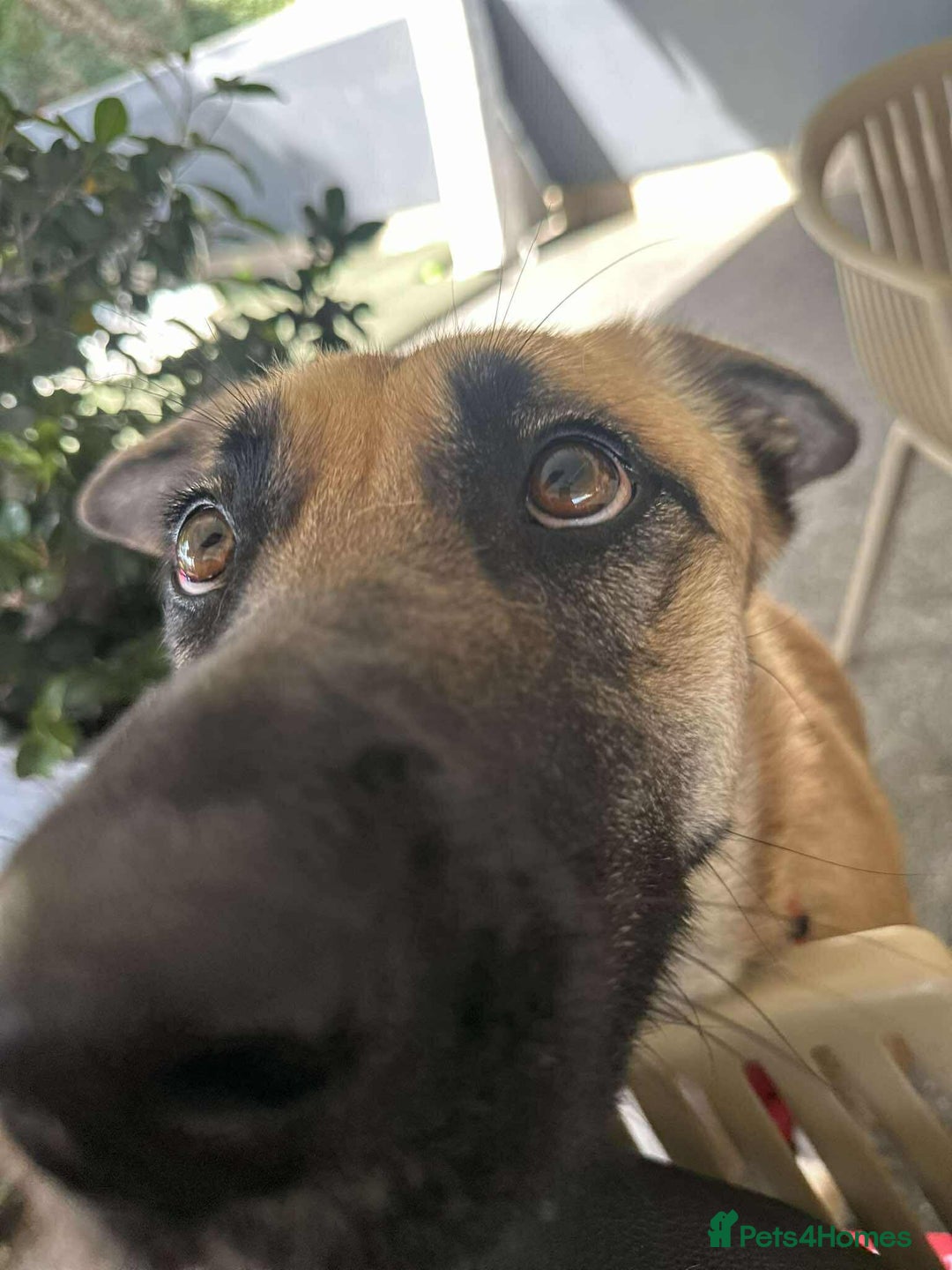 Mixed Breed dogs for adoption: Lydia the swettest fire survivor - Advert 6