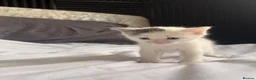 Mixed Breed cats for sale: 4 kittens  - Advert 9