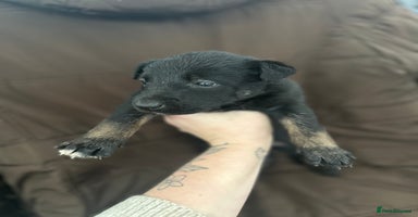 Mixed Breed dogs Dutch Herder Puppies - Advert 4