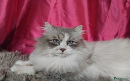 Siberian cats for sale: GCCF Registered Siberian kittens for sale  - Image 21