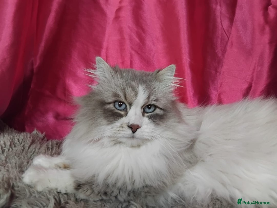 Siberian cats for sale: GCCF Registered Siberian kittens for sale  - Image 21