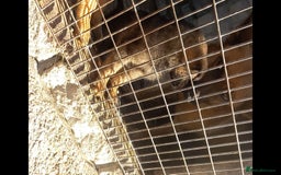 German Shepherd dogs for sale: Female German shepherds  - Image 5