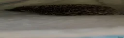 Pygmy Hedgehog rodents for sale: Pygmy hedgehog needs urgent rehoming  - Advert 3