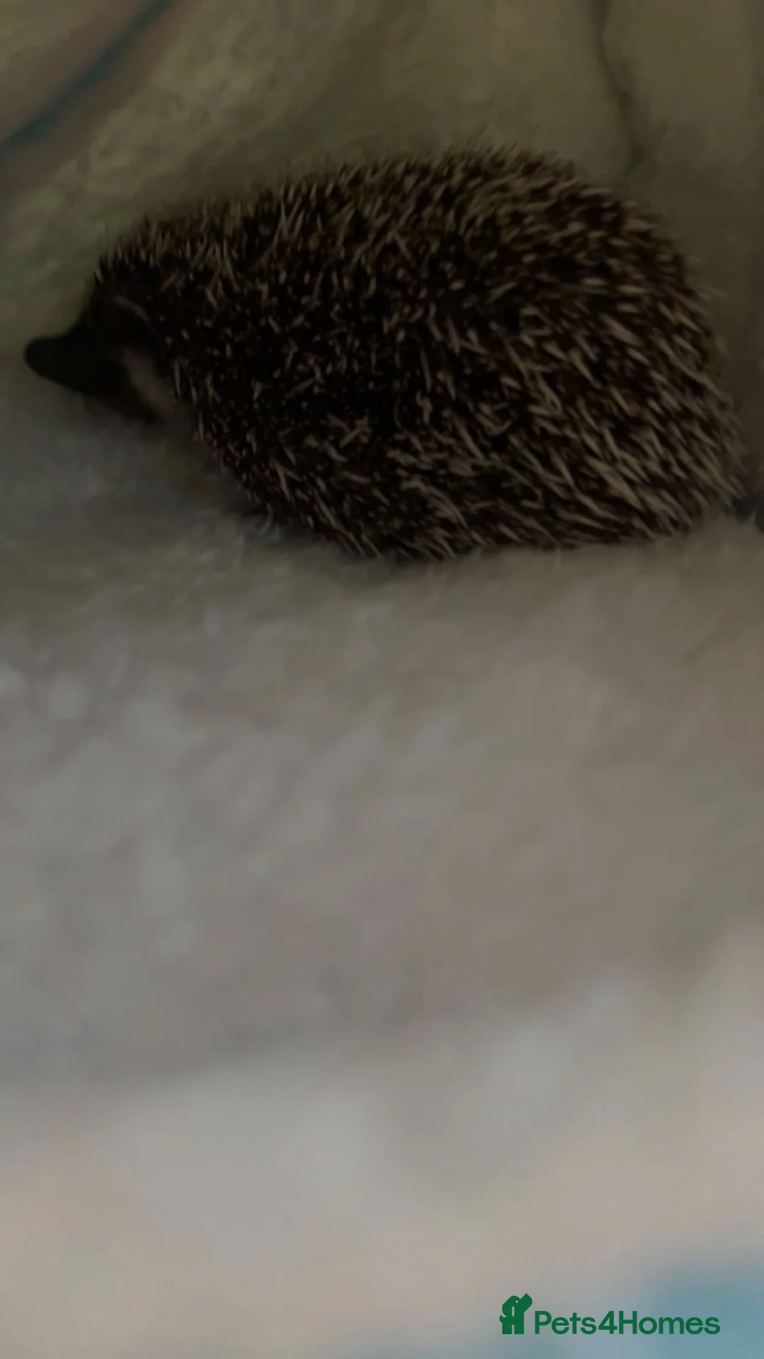 Pygmy Hedgehog rodents for sale: Pygmy hedgehog needs urgent rehoming  - Advert 3